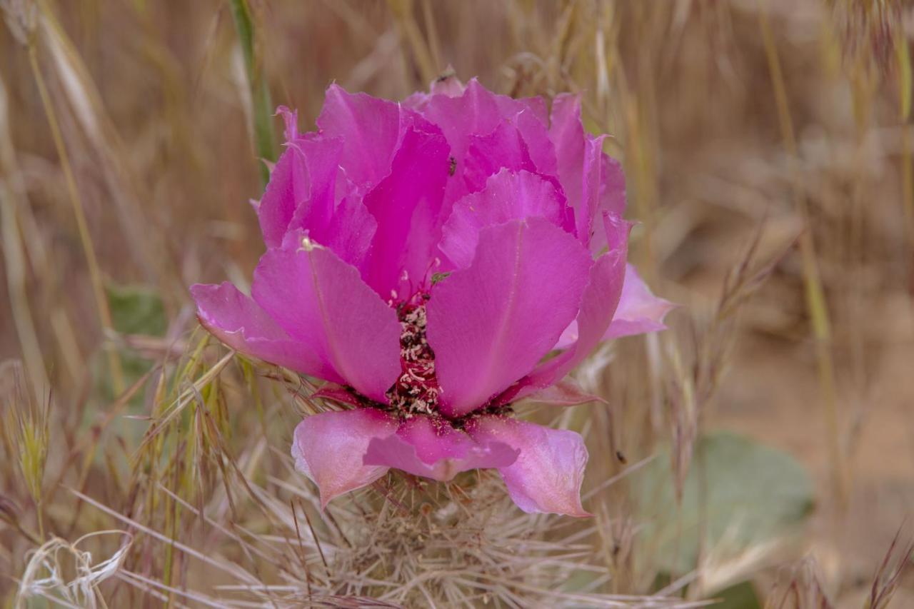 Zion Wildflower Hotell Virgin Eksteriør bilde